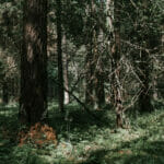 Nemencines miskas 2 1 scaled 2560x1280