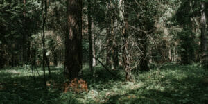 Nemencines miskas 2 1 scaled 2560x1280