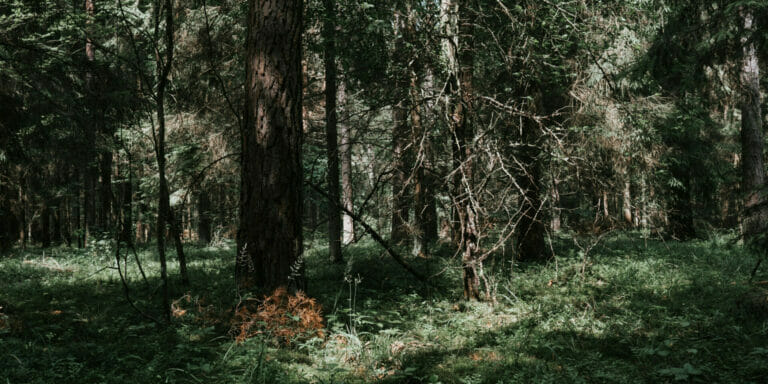 Nemencines miskas 2 1 scaled 2560x1280