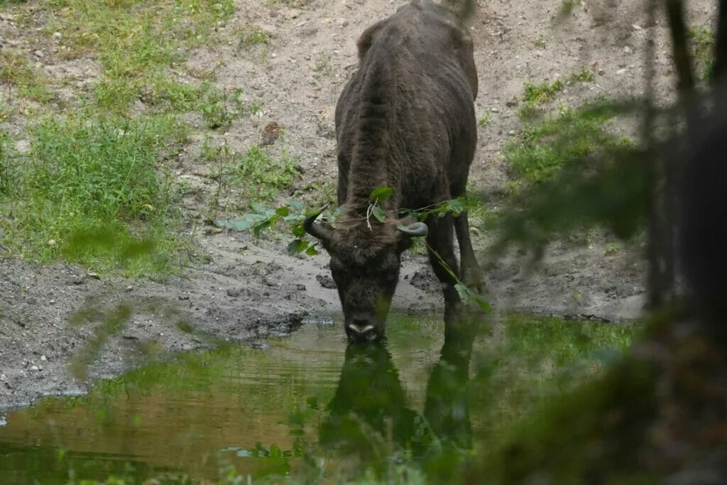 Saulės užtemimas: geltonas saulės diskas, uždengtas mėnuliu.