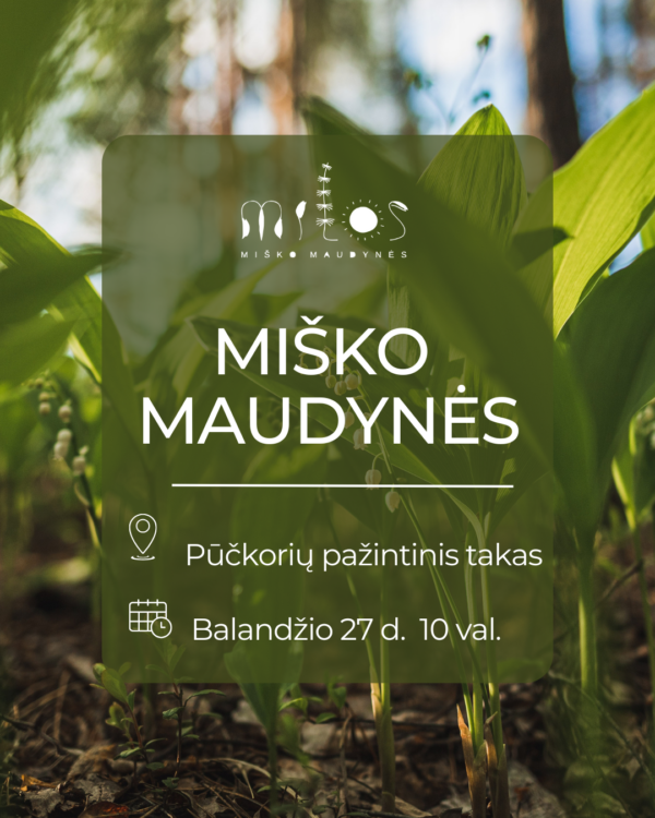 misko maudynes puckoriu 2025.04.27 Miško maudynės Pūčkorių pažintiniame take